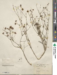 Coreopsis tinctoria image