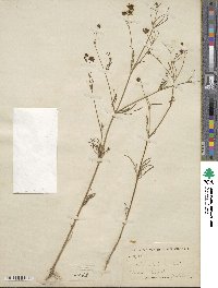 Coreopsis tinctoria image