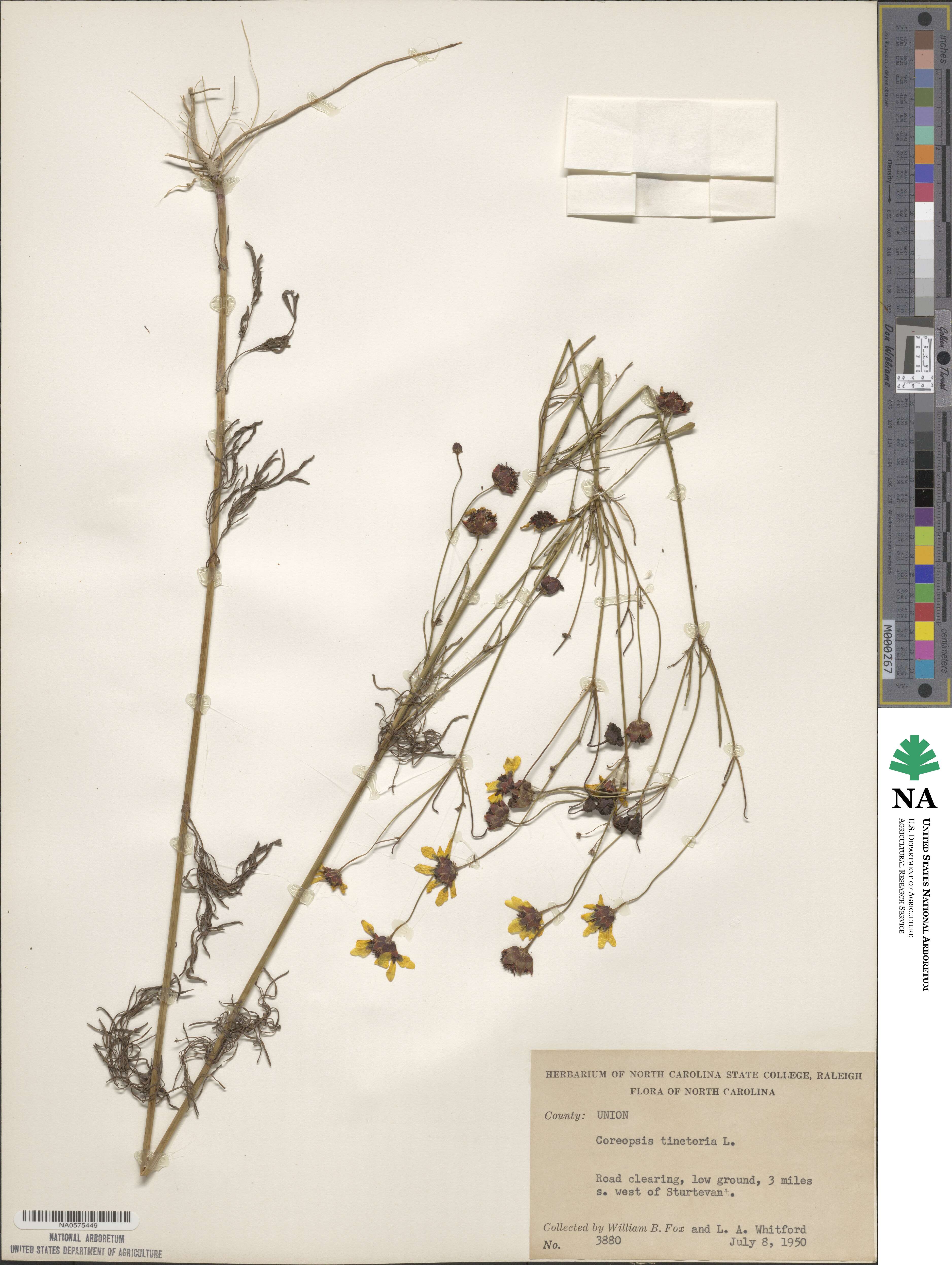 Coreopsis tinctoria image