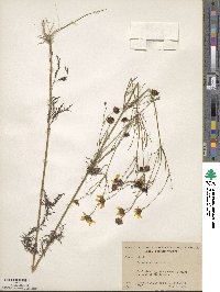 Coreopsis tinctoria image