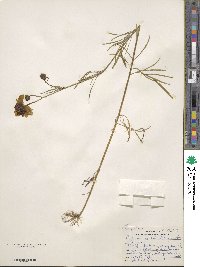 Coreopsis tinctoria image