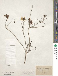 Bidens trichosperma image