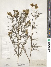 Bidens trichosperma image