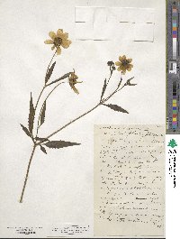 Bidens trichosperma image