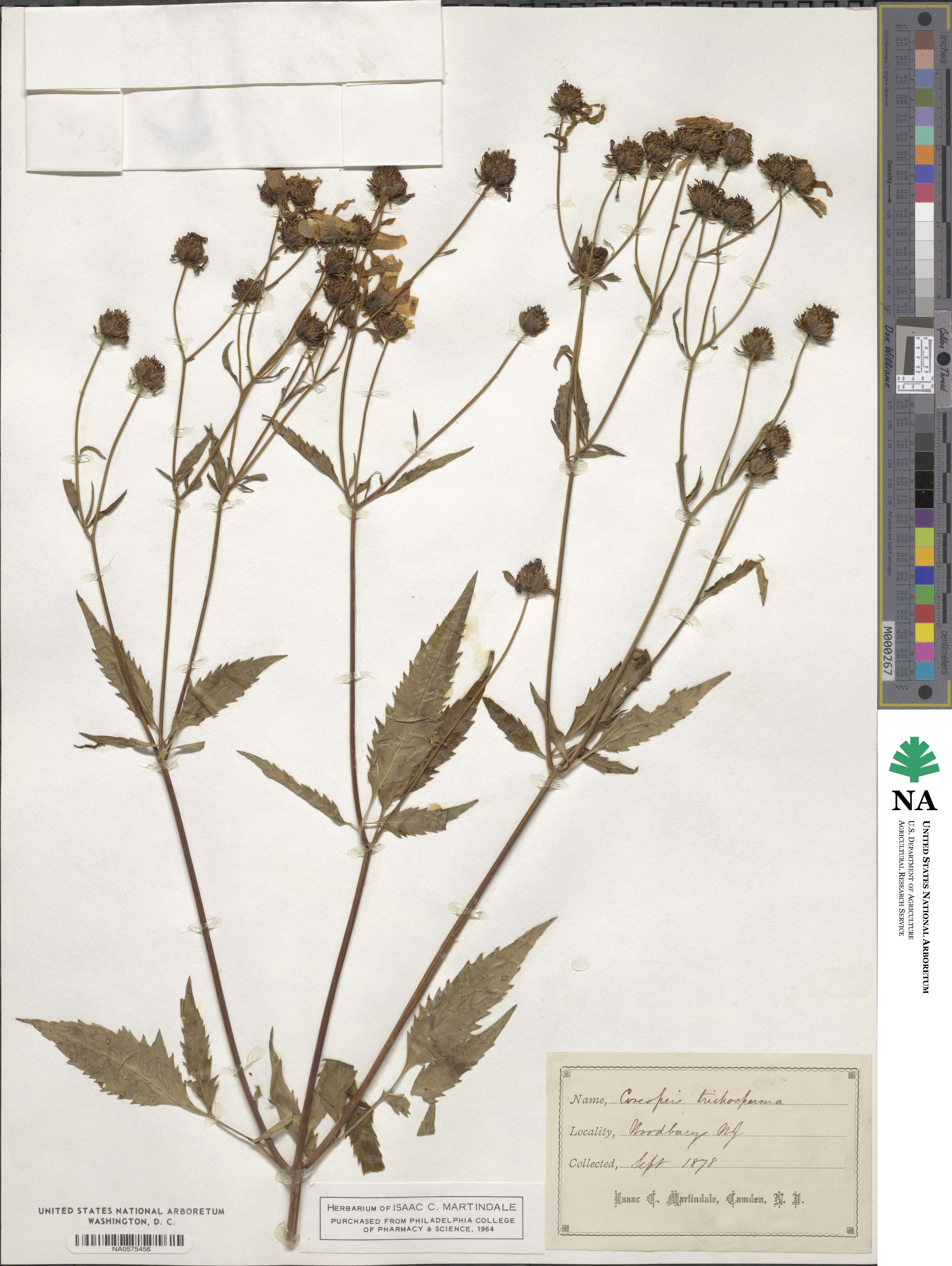 Bidens trichosperma image