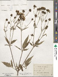 Bidens trichosperma image