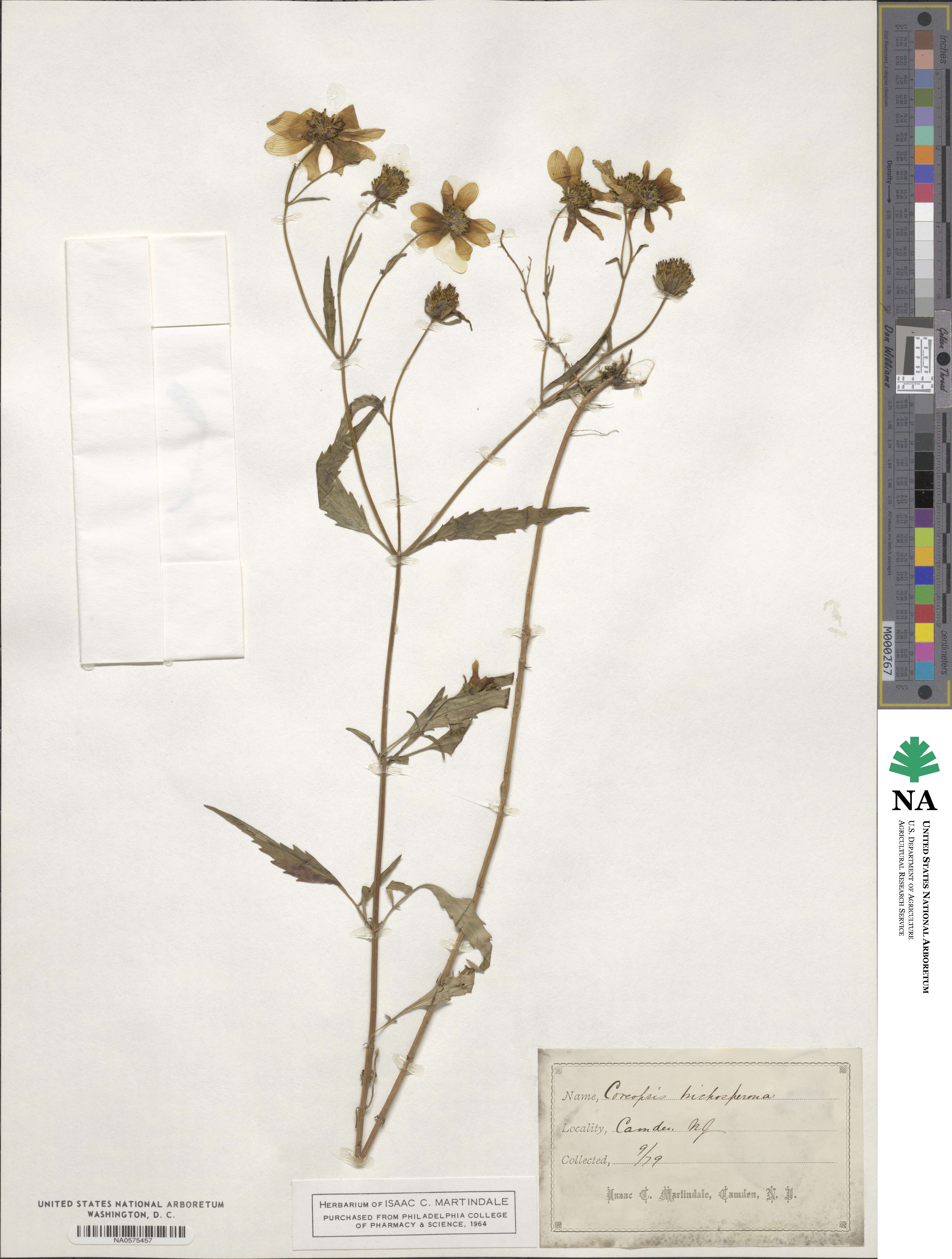 Bidens trichosperma image