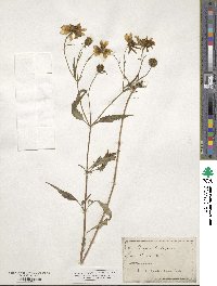 Bidens trichosperma image