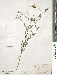 Bidens trichosperma image