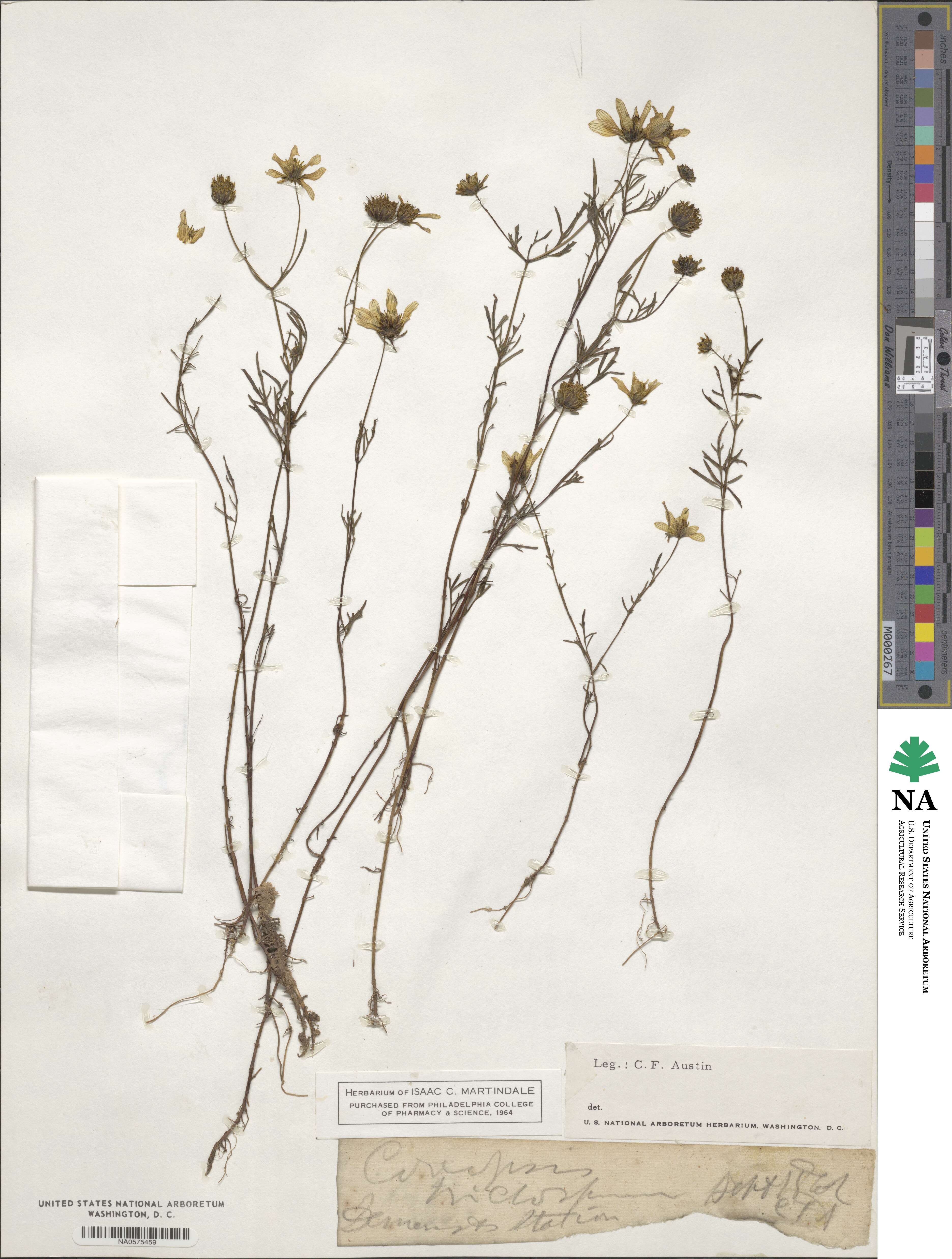 Bidens trichosperma image