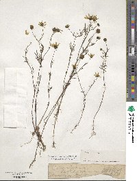 Bidens trichosperma image