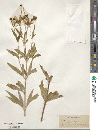 Coreopsis tripteris image