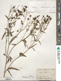 Coreopsis tripteris image