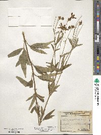 Coreopsis tripteris image