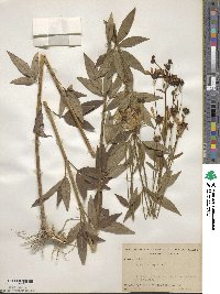 Coreopsis tripteris image