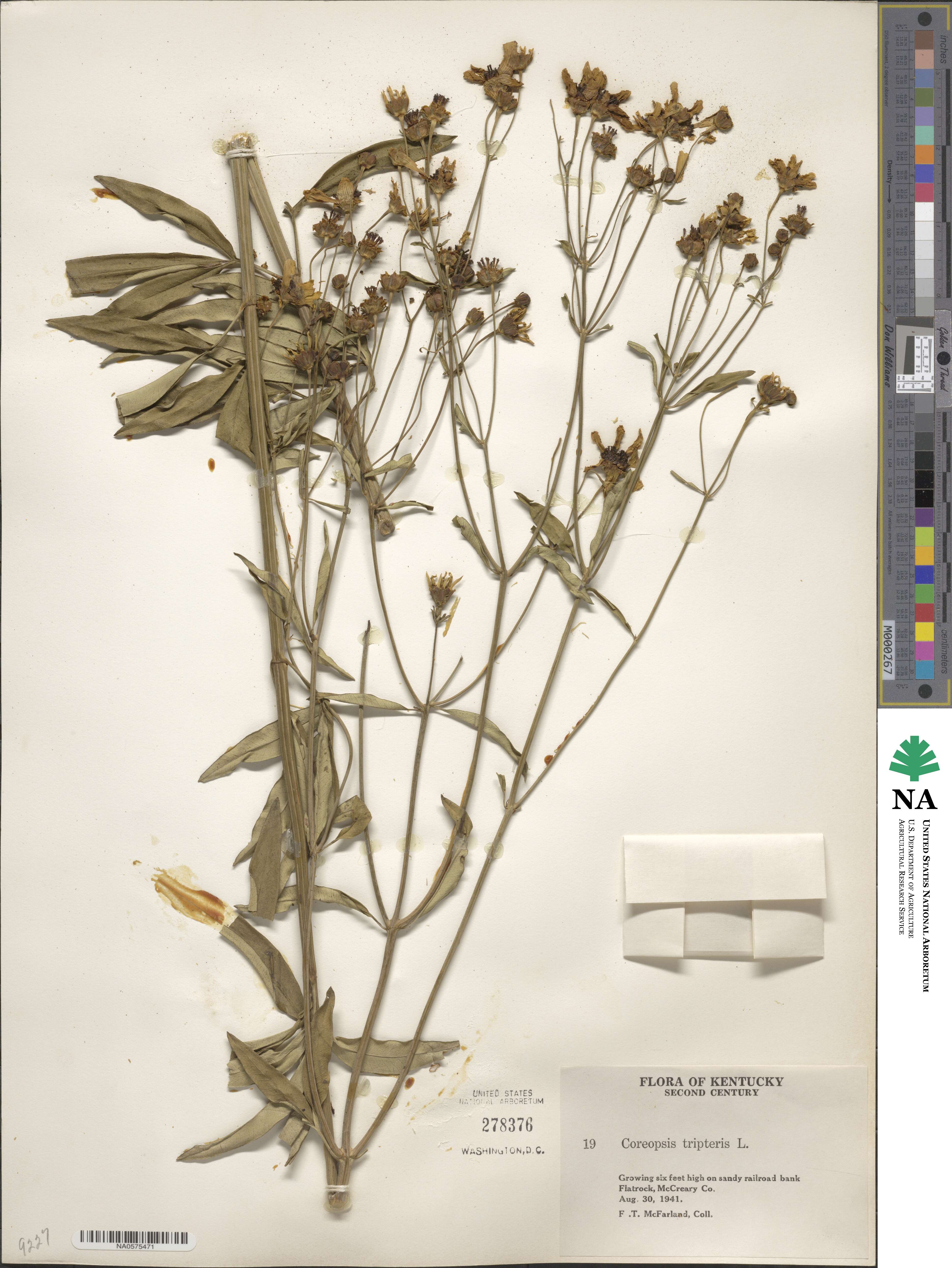 Coreopsis tripteris image