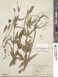 Coreopsis tripteris image