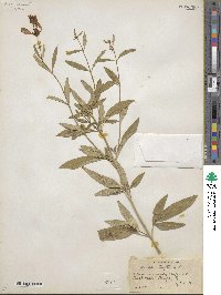 Coreopsis tripteris image