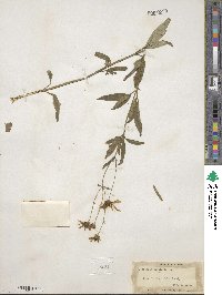 Coreopsis tripteris image