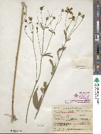 Coreopsis tripteris image