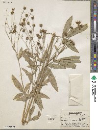 Coreopsis tripteris image