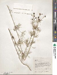 Coreopsis verticillata image