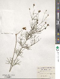 Coreopsis verticillata image