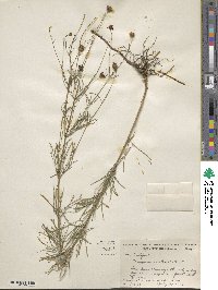 Coreopsis verticillata image