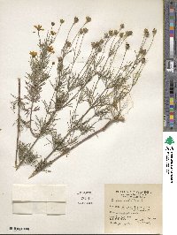 Coreopsis verticillata image