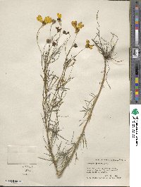 Coreopsis verticillata image