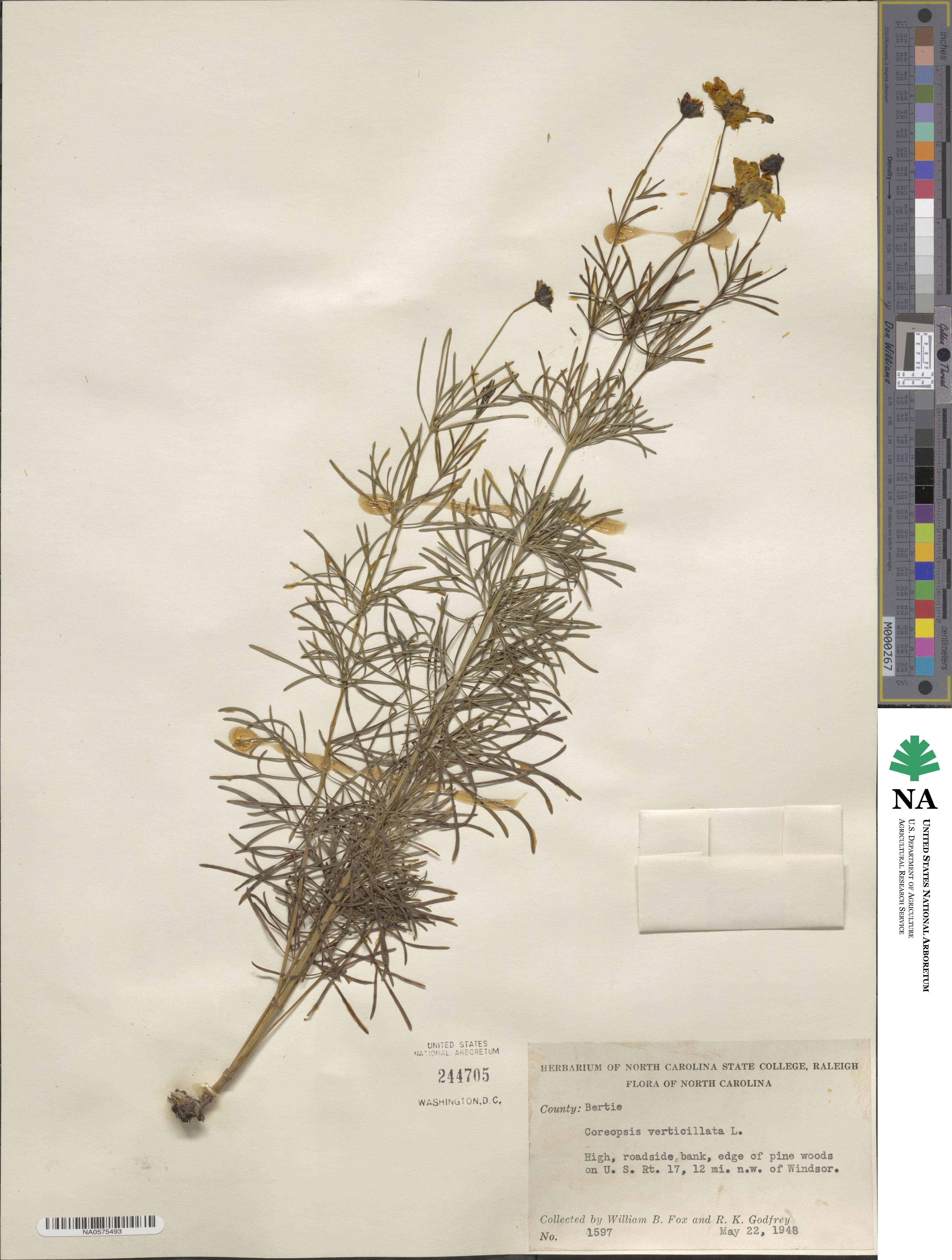 Coreopsis verticillata image