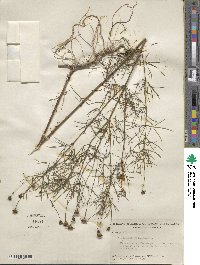 Coreopsis verticillata image