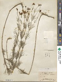 Coreopsis verticillata image