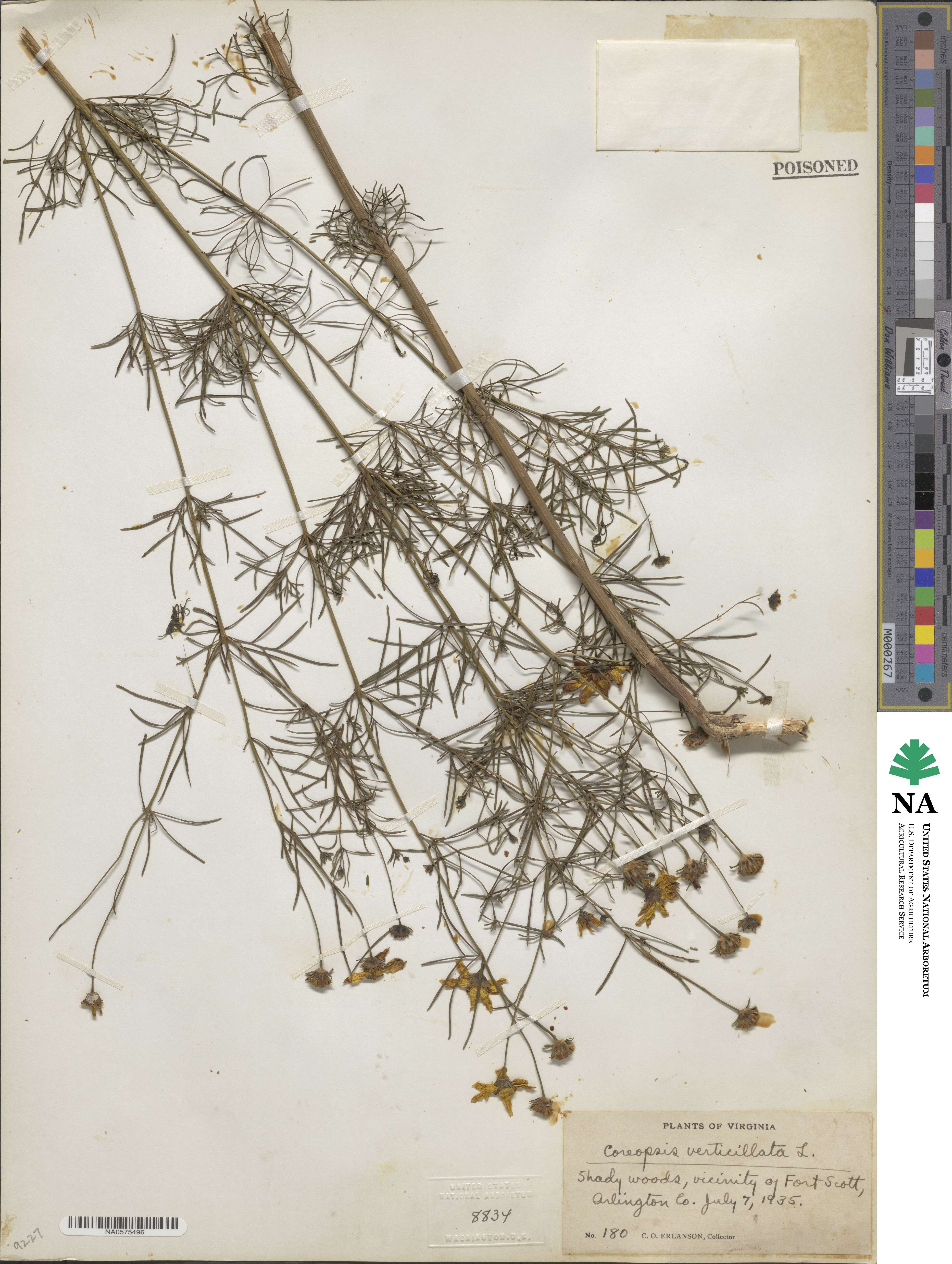 Coreopsis verticillata image