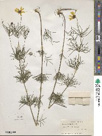 Coreopsis verticillata image