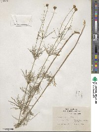 Coreopsis verticillata image