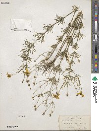 Coreopsis verticillata image