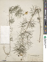 Coreopsis verticillata image