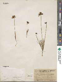 Coreopsis californica image