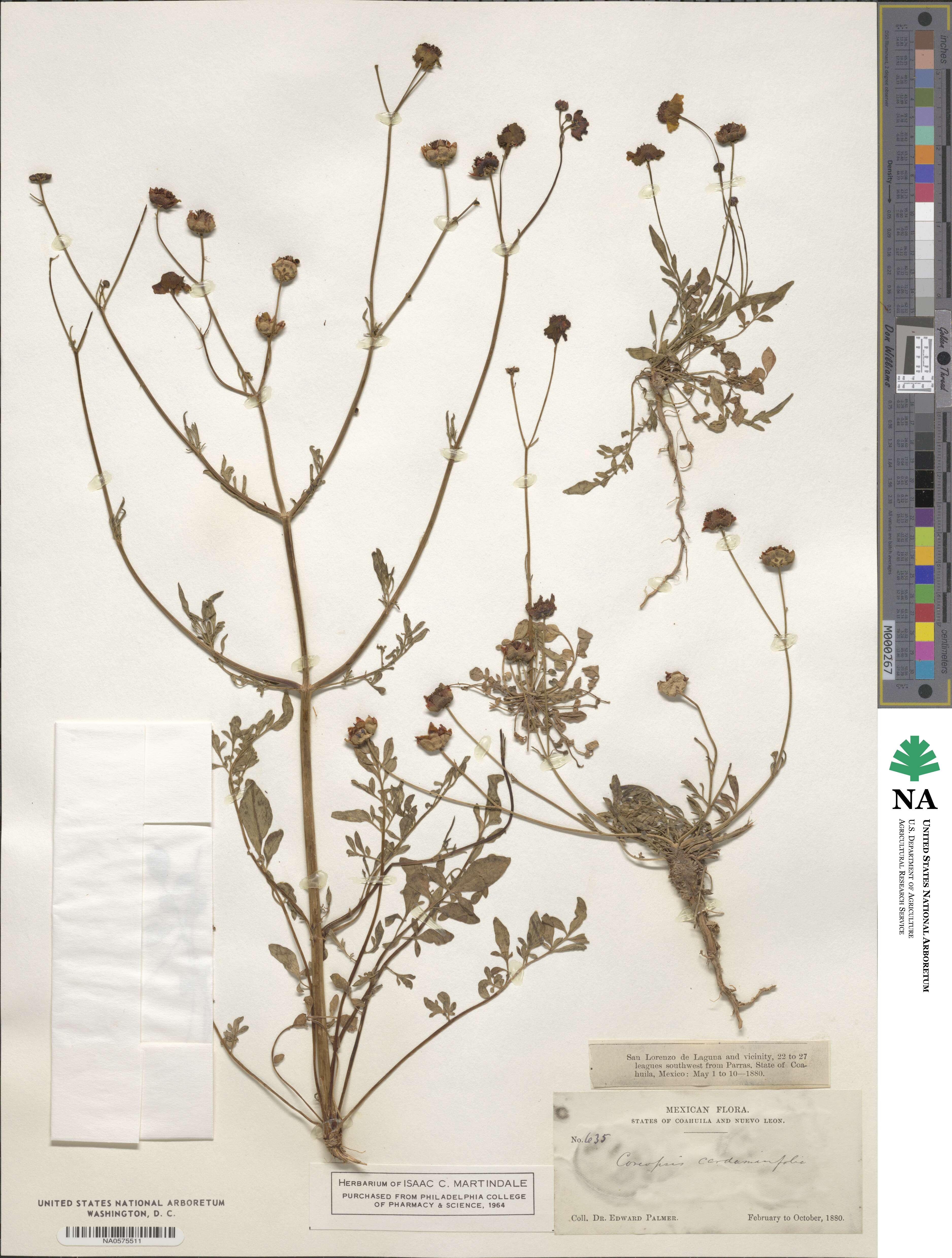 Coreopsis tinctoria image