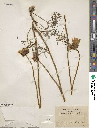 Coreopsis maritima image