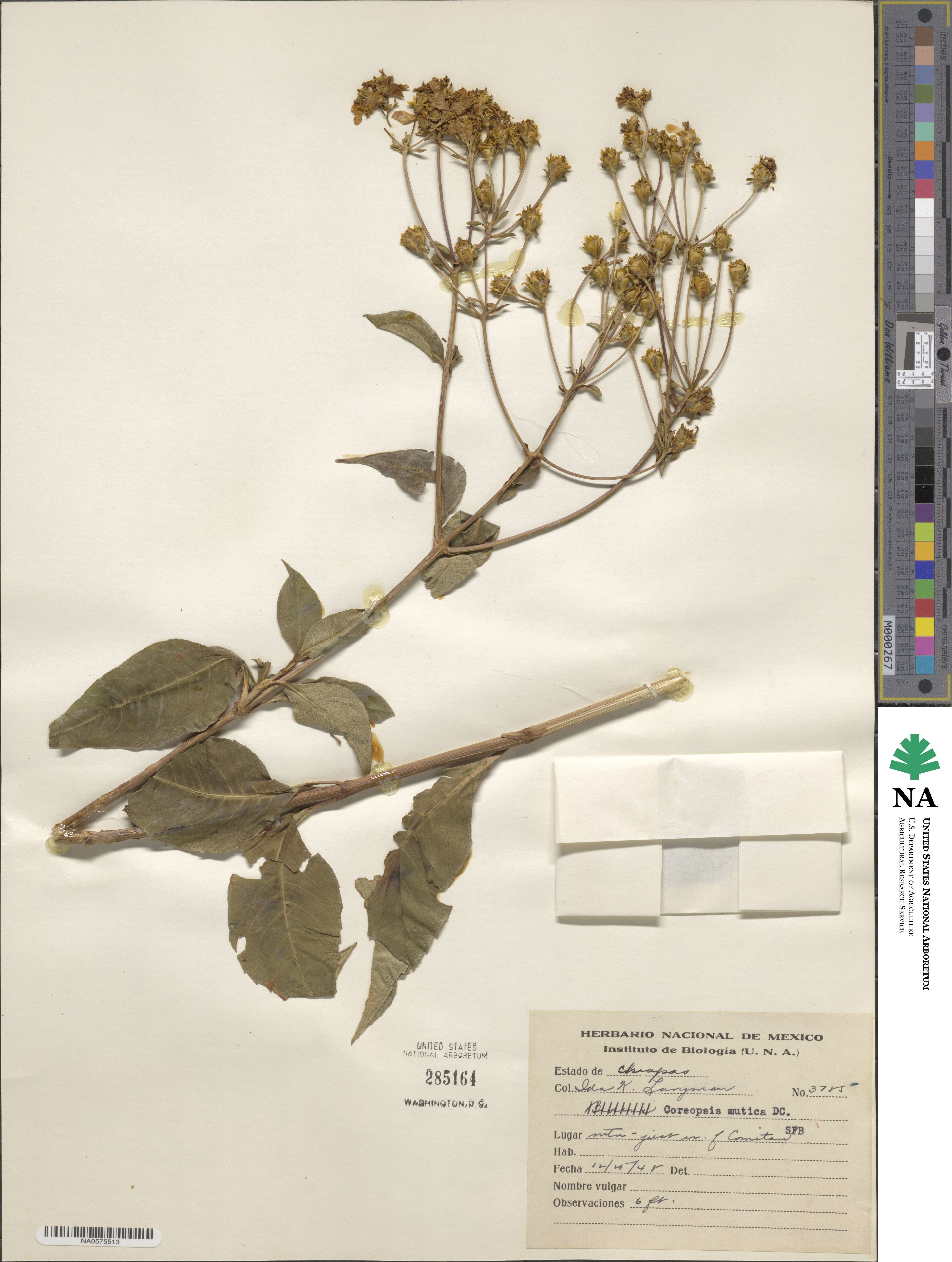 Electranthera mutica image