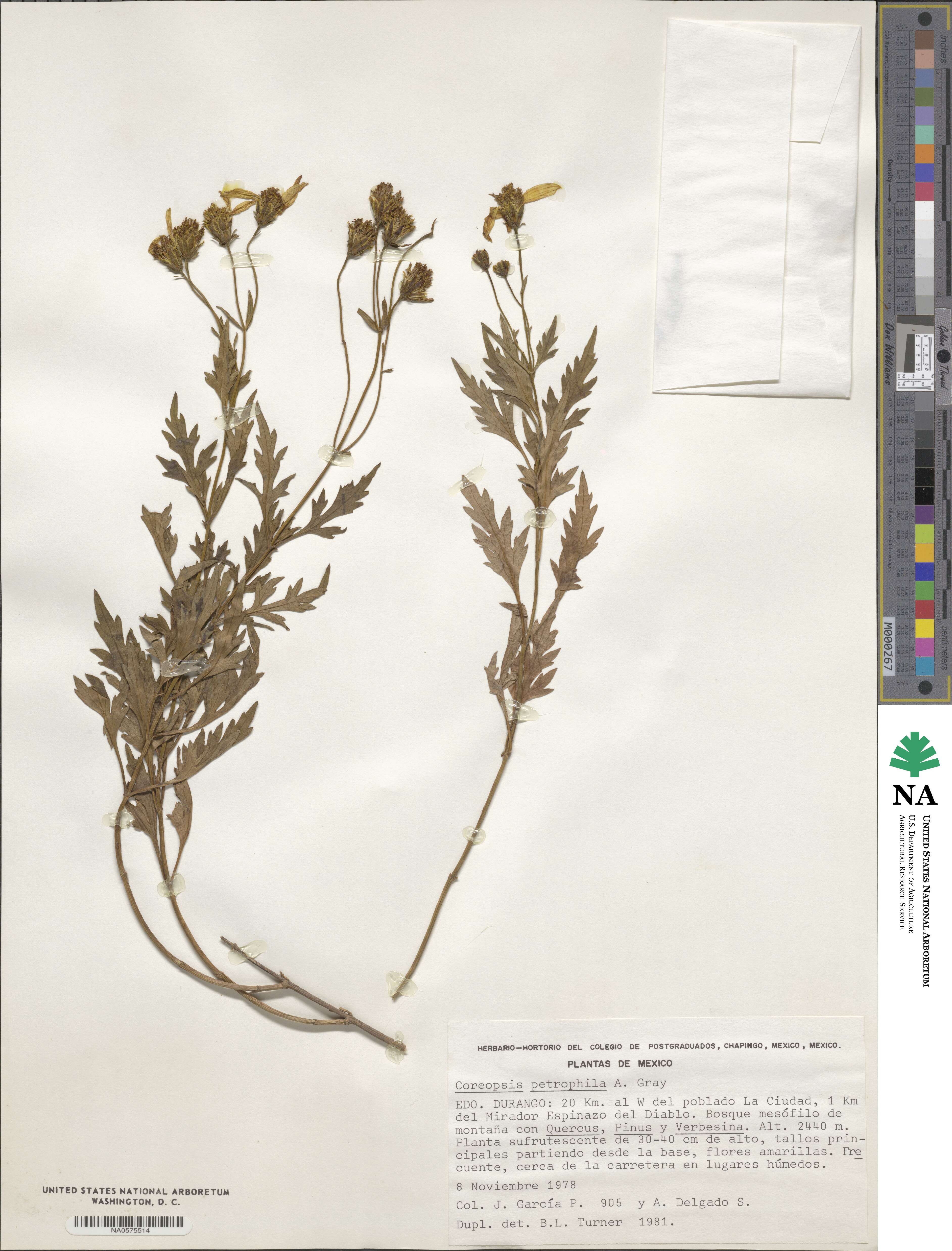 Coreopsis petrophila image