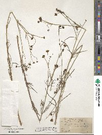 Bidens schaffneri image