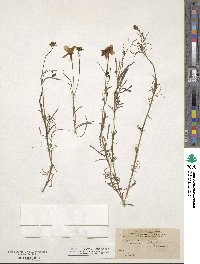 Bidens schaffneri image