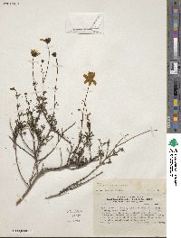 Coreopsis fasciculata image