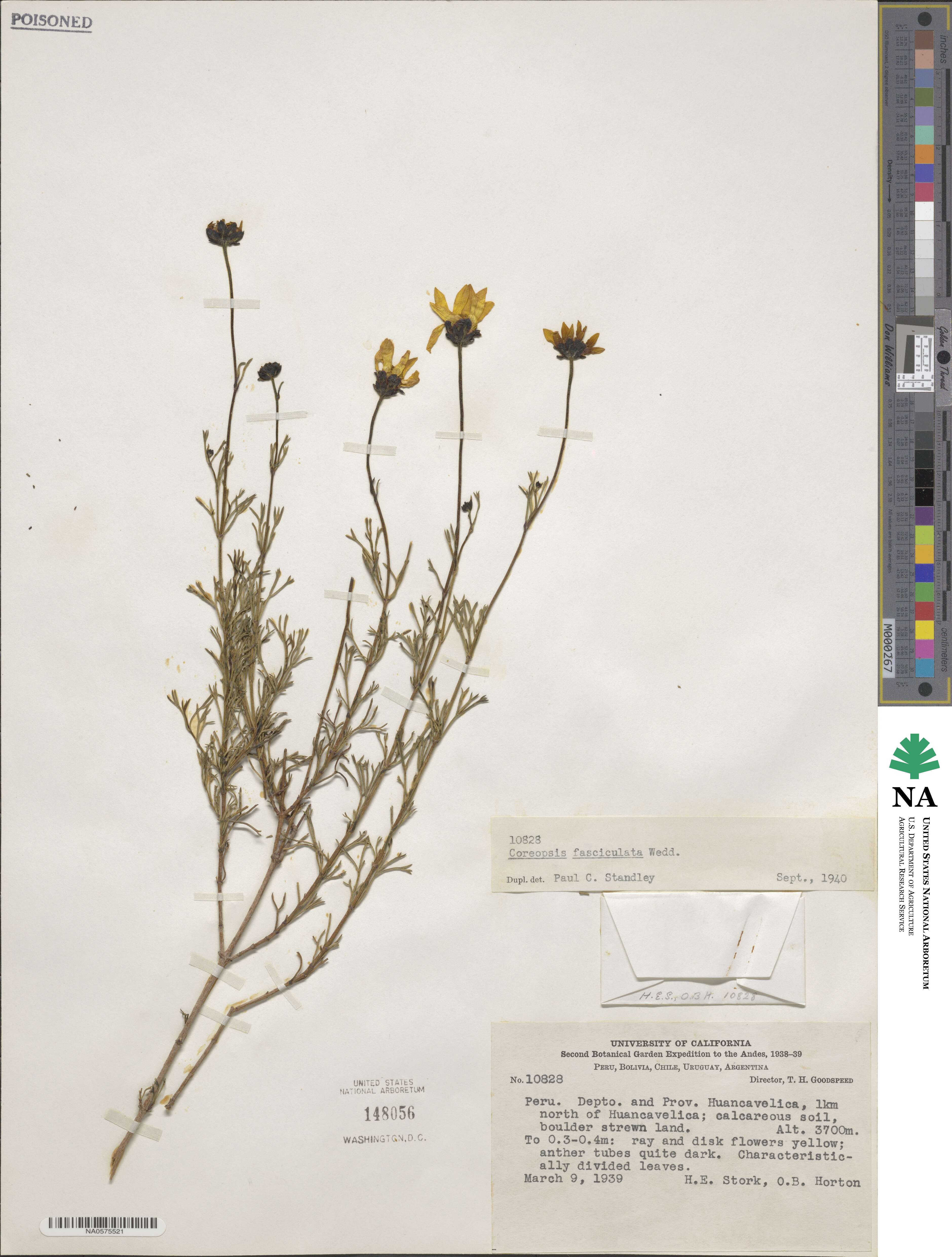 Coreopsis fasciculata image