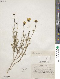 Coreopsis fasciculata image