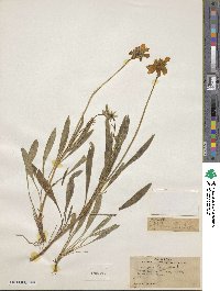 Coreopsis lanceolata image