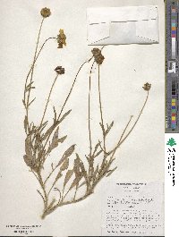 Coreopsis lanceolata image